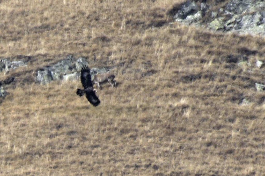 Aquila ?